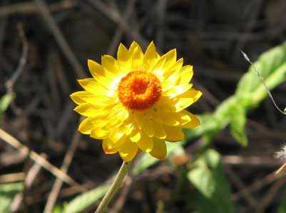 everldaisyfl