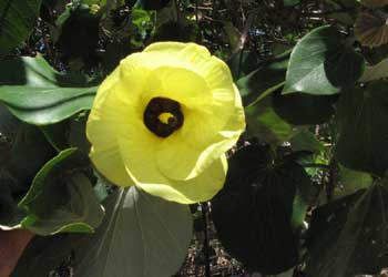 cottonwood flower lge