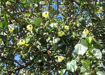 cottonwood lge