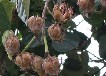 cottonwoodseed350w