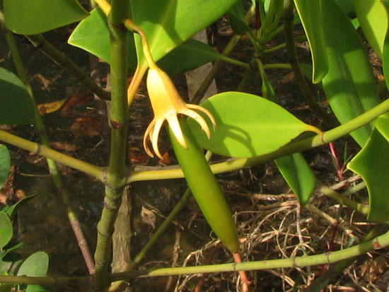 lorangemanprop