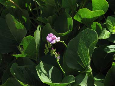 jack bean 400x300