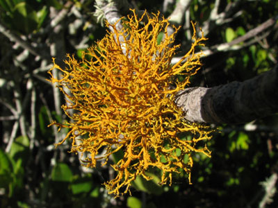 lichen3
