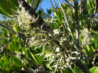 lichen4