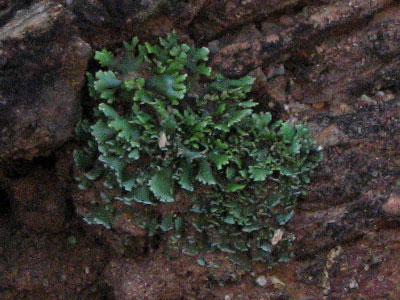 liverwort