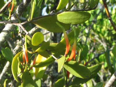 mangmistlered