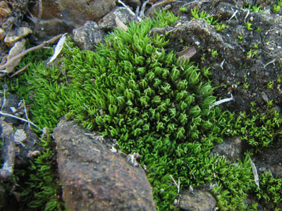 moss1