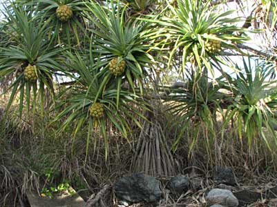 pandanus 400x300