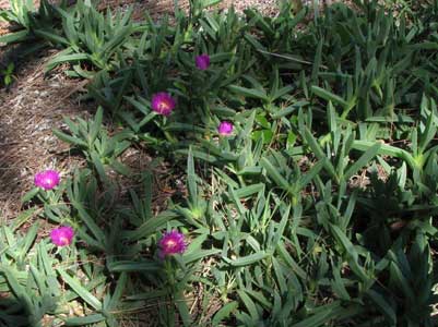 pigface
