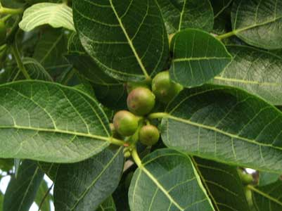 spaperfigfruit
