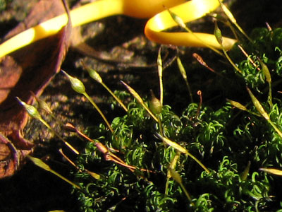 sporophytes