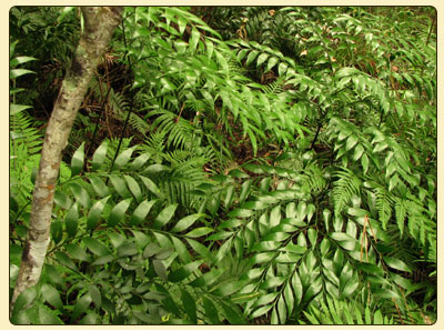 bowenia2
