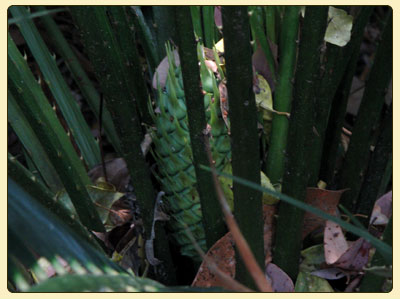 macrozamia