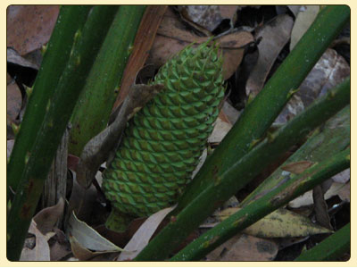macrozamia3