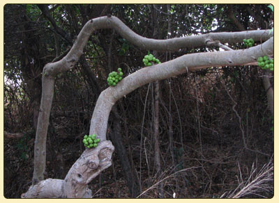 clusterfig2
