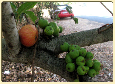clusterfig3