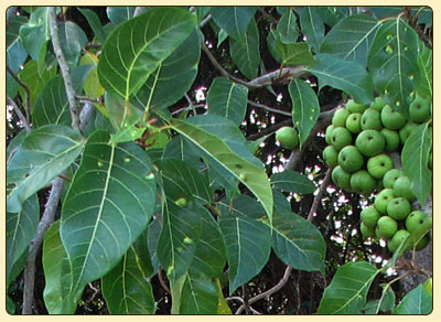 clusterfig4