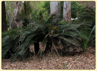 cycas