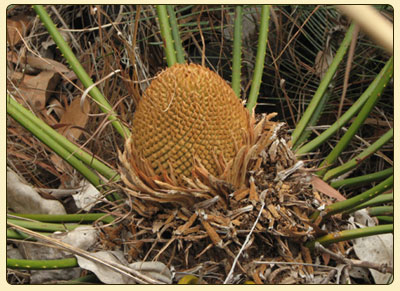 cycas2