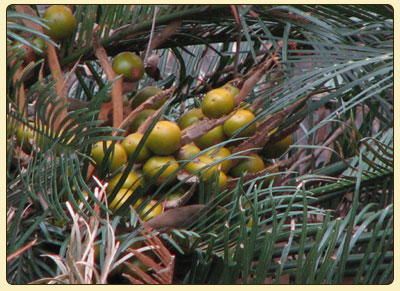 cycas3