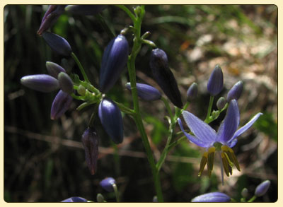 dianella2