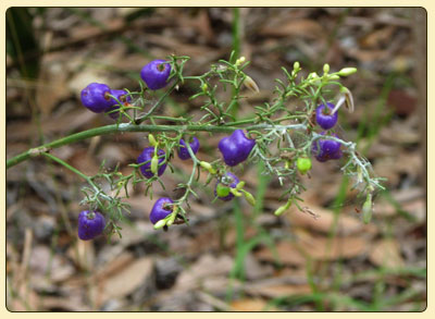 dianella3